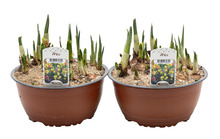 Løg mix 19 cm potte